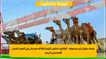 بقيمة جوائز غير مسبوقة.. الطائف تحتضن اليوم انطلاقة مهرجان ولي العهد للهجن الأضخم في تاريخه. 1